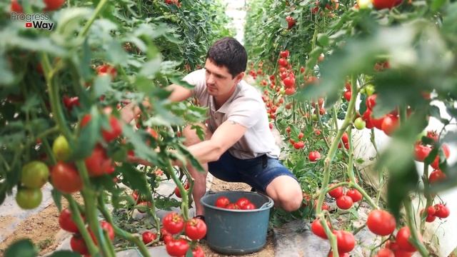 Сделайте Так Чтобы Томаты Не Сбрасывали Завязь! Почему Помидоры Сбрасывают Цветки И Как Бороться? смотреть онлайн