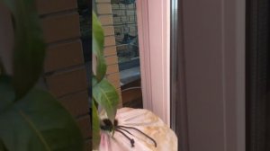 Венерина мухоловка из семян