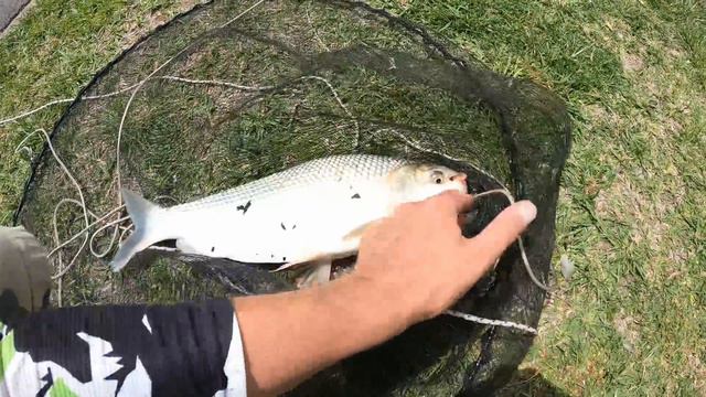 Como PESCAR con GALLETITAS y DULCE de BATATA. Pesca de Carpas, Bogas, Sabalos смотреть онлайн