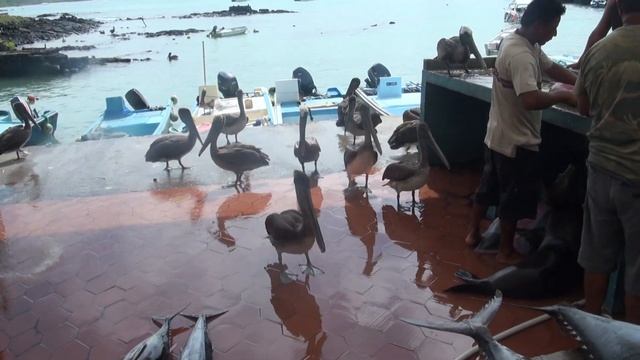 Галапагосы