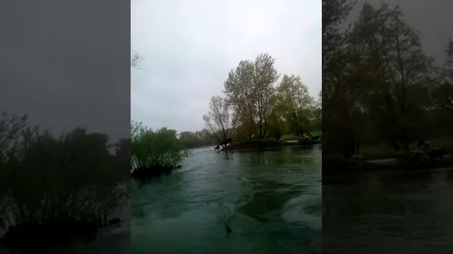 А вы видели как плавают коровы, наши каждый день ? смотреть онлайн