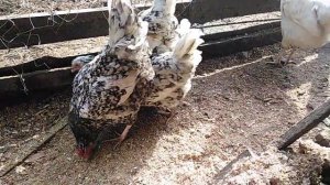 Мои Пушкинские куры.
