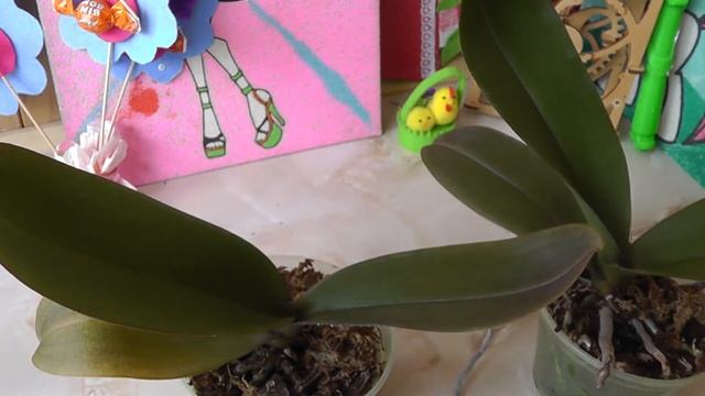 орхидея съедает сама себя.Желтеют и вянут нижние листья смотреть онлайн