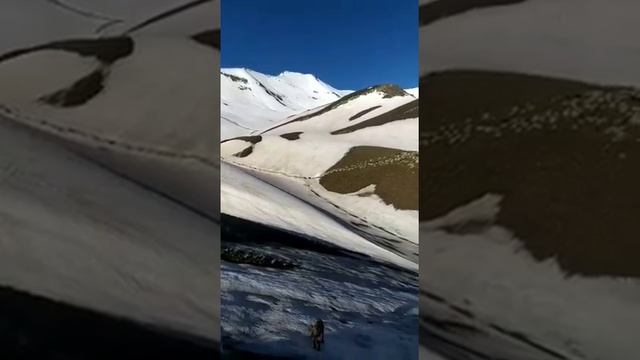 Перегон овец в Горах смотреть онлайн