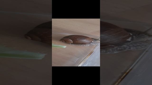 Как ухаживать за улиткой виноградницей ?