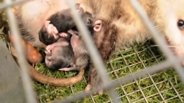 A Miracle of Life~Possum Babies смотреть онлайн