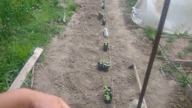 Посадка арбуза и дыни в открытый грунт.?Проще некуда? смотреть онлайн