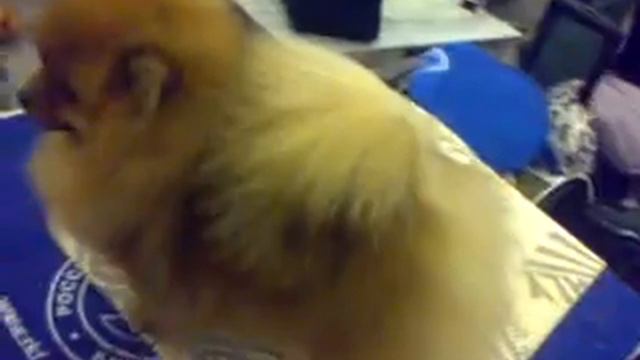 И среди собак есть гимнастки) смотреть онлайн