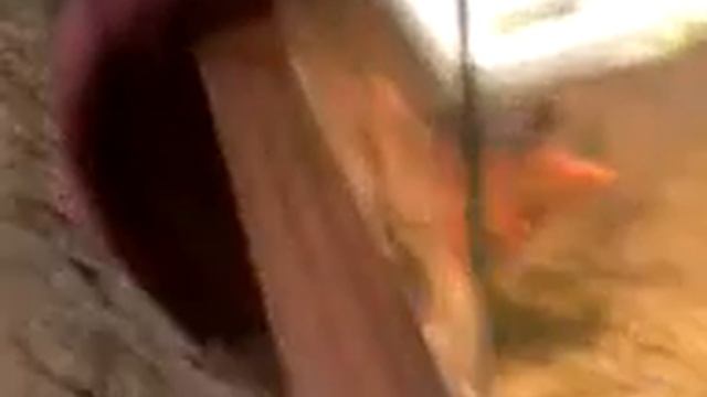 Золотые рыбки и креветки смотреть онлайн