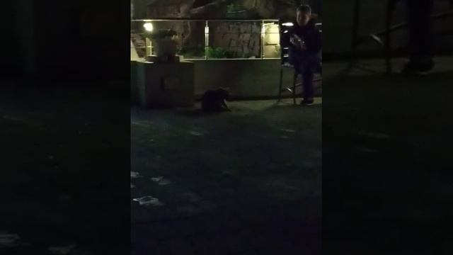 Еноты в Туапсе ЧАСТЬ 2 смотреть онлайн