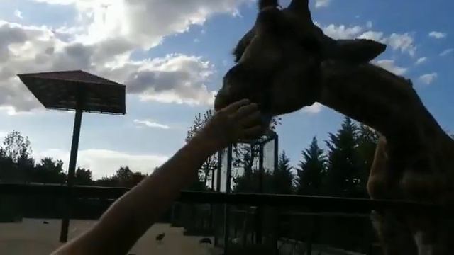 Кормим жирафа в парке тайган смотреть онлайн