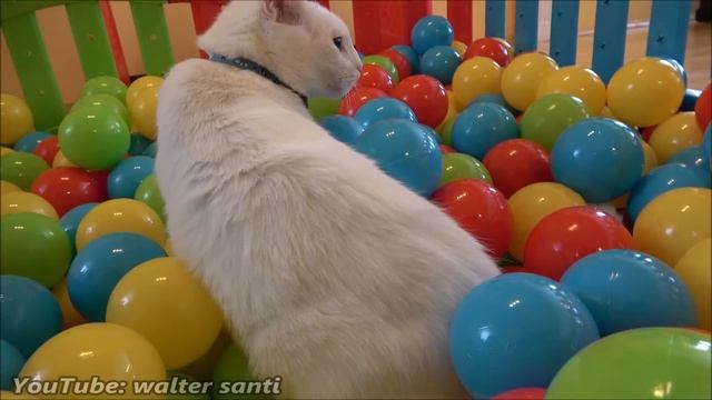 Two Cats and 500 Balls in a Ball Pit !! смотреть онлайн
