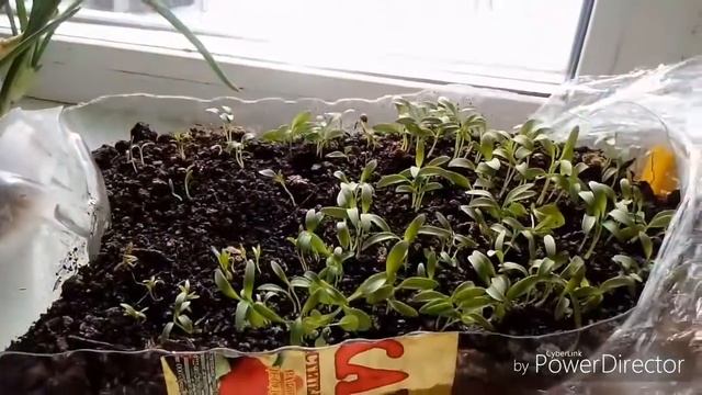 Лучший способ выгонки лука на перья. смотреть онлайн