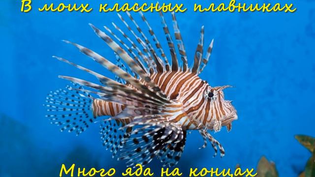 Необычная рыба: Крылатка-Зебра смотреть онлайн