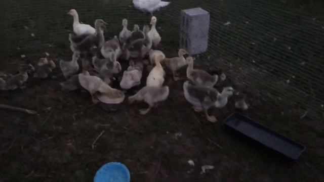 Вечер в Деревне / Как проходят Деревенские будни / Мускусные утки и Гуси