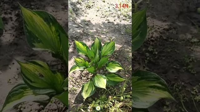 хоста Whirlwind смотреть онлайн