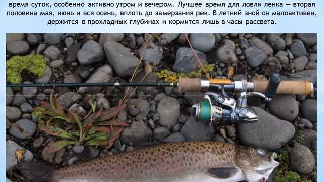 Ленок смотреть онлайн