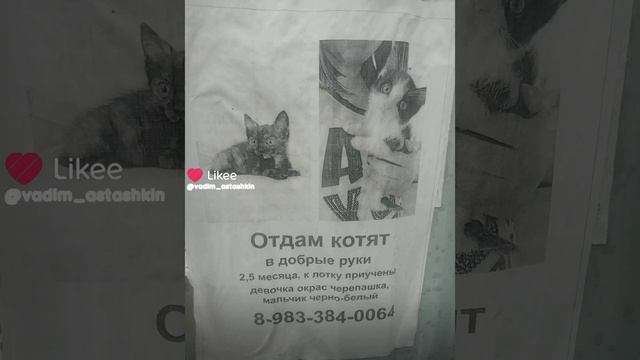 Отдам котят в добрые руки 2,5 месяца, к лотку приучены девочка окрас черепашка, мальчик черно-белый смотреть онлайн