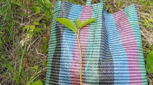 Размножение черемухи зелеными черенками