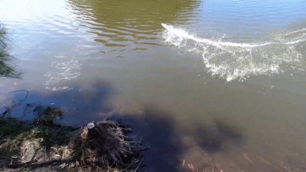 WLToys WL912-A RC Speed Boat - Best Value, Fast 390 Brushed RC Boat Under $45