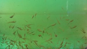 АРТЕМИЯ выращивание ДОМА !КОРМ для РЫБОК!