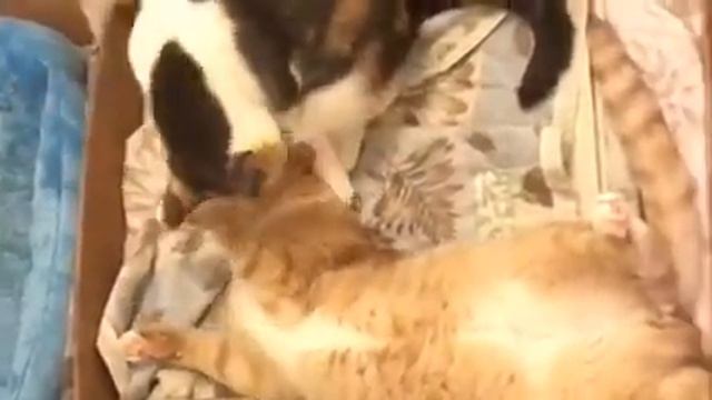 cats have love and hate relationship смотреть онлайн