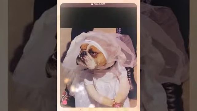 Няшные собачки смотреть онлайн