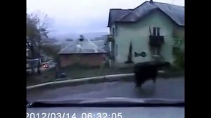 Кабан напал на людей и получил раковиной по башке (без мата)