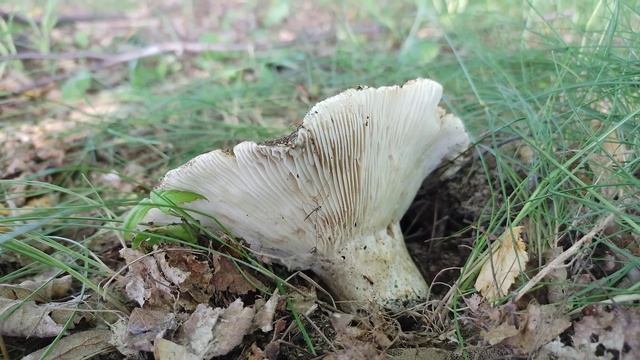 Bardzo ciekawe Grzyby, rosnące właśnie teraz! (Borowiki, muchomory, gołąbki) смотреть онлайн