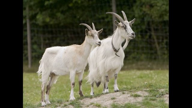Что ждать людям рожденных под знаком Кролика, Козы и Свиньи в год Водяного Тигра 2022? смотреть онлайн