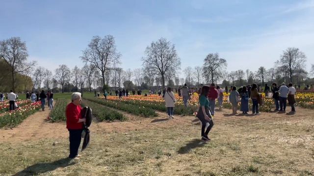 Прогулка среди тюльпанов в Милане 🌷 / A walk among tulips at Tulipani italiani Arese смотреть онлайн