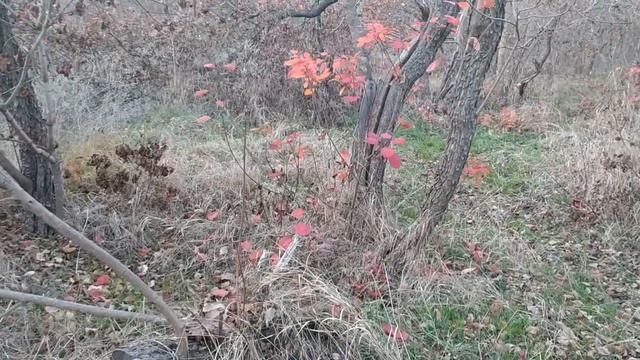 Лузановский Лес в Одессе (ноябрьский вечер Фонтанка 2021г) смотреть онлайн