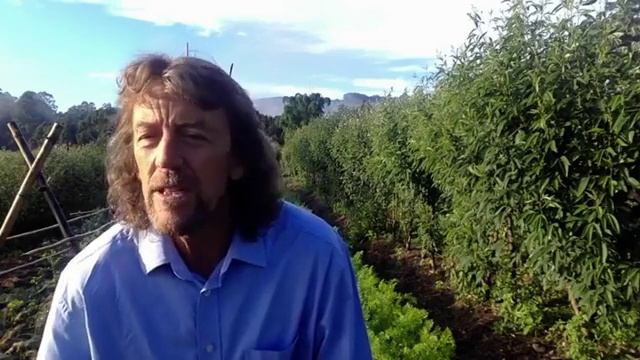 Memory Lane: How to Measure Success in Gardening смотреть онлайн