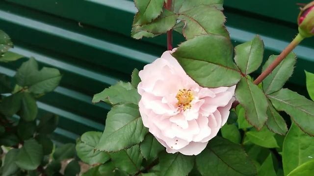 Роза Distant Drums смотреть онлайн