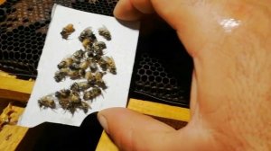 Обработка пчел от клеща щавелевой кислотой и бипином