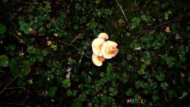 Грибы в Октябре Рядовка Серая Настоящая Опенок Маковый смотреть онлайн