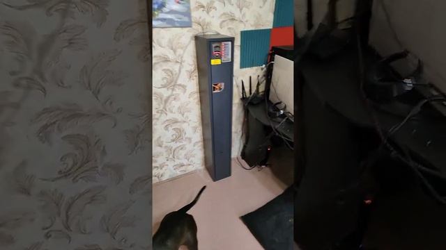 установил сейф))) охрана уже обнюхивает ))) смотреть онлайн