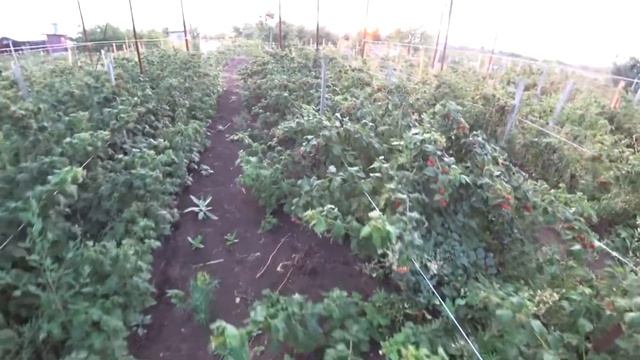 Малина Августовское чудо, в августе 2021 смотреть онлайн