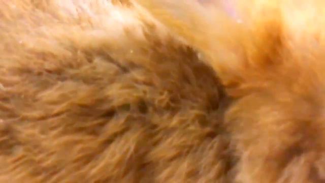 Влог :Амина в Трогательном Зоопарке/у КОГО родились МАЛЫШИ?/Vlog for kids смотреть онлайн