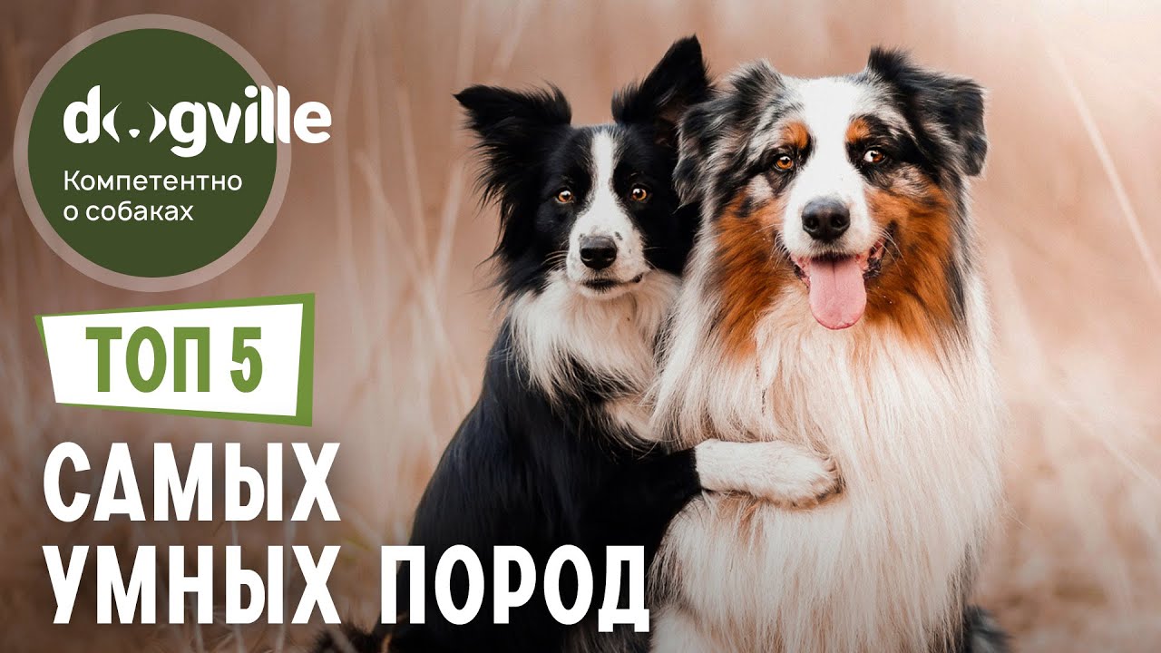 ТОП 5 Самых УМНЫХ пород собак смотреть онлайн