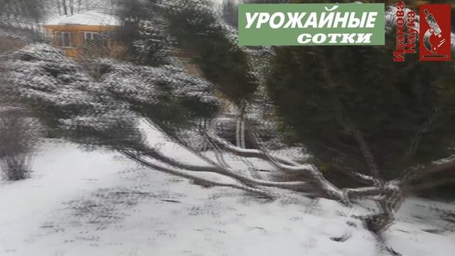 Стоит ли открывать в теплице двери? А заносить снег? Как ухаживать за теплицей зимой? смотреть онлайн