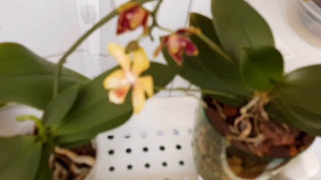 Обманул меня Phal.Phoenix( Феникс). Новелти- фаленопсисы -- дружба с ними возможна.Ника.