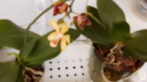 Обманул меня Phal.Phoenix( Феникс). Новелти- фаленопсисы -- дружба с ними возможна.Ника.
