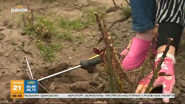 Растения для сада: красота и благоухание