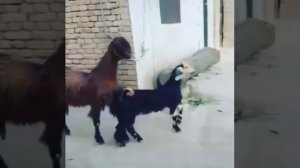 goat  Афганская коза с длиними ушами