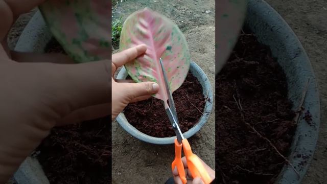 How to grow and care Aglaonema Big Roi by leaves simple and effective @laijaymaeph #algaonema смотреть онлайн