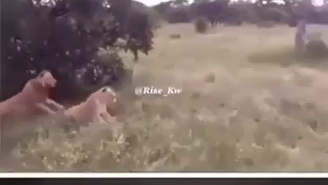 Львы в шоке от кабана смотреть онлайн