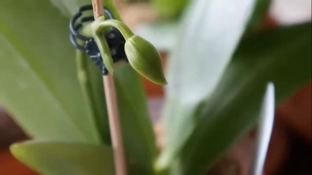 Orchid - Bloom of My Phalaenopsis Sweet Memory 'M' (Name Correction) смотреть онлайн