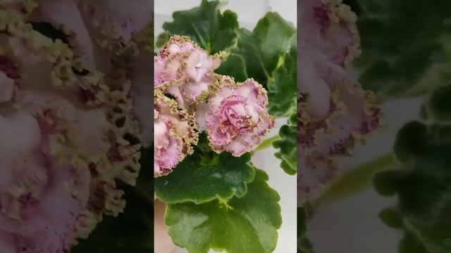 Фиалка ЛЕ-Медуница смотреть онлайн
