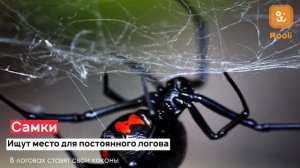 Тайны укуса каракурта: Опасный паук и его обитание